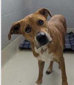 Enlarge Benson, a Adoptable mixed breed in Danville, IN image 1/1