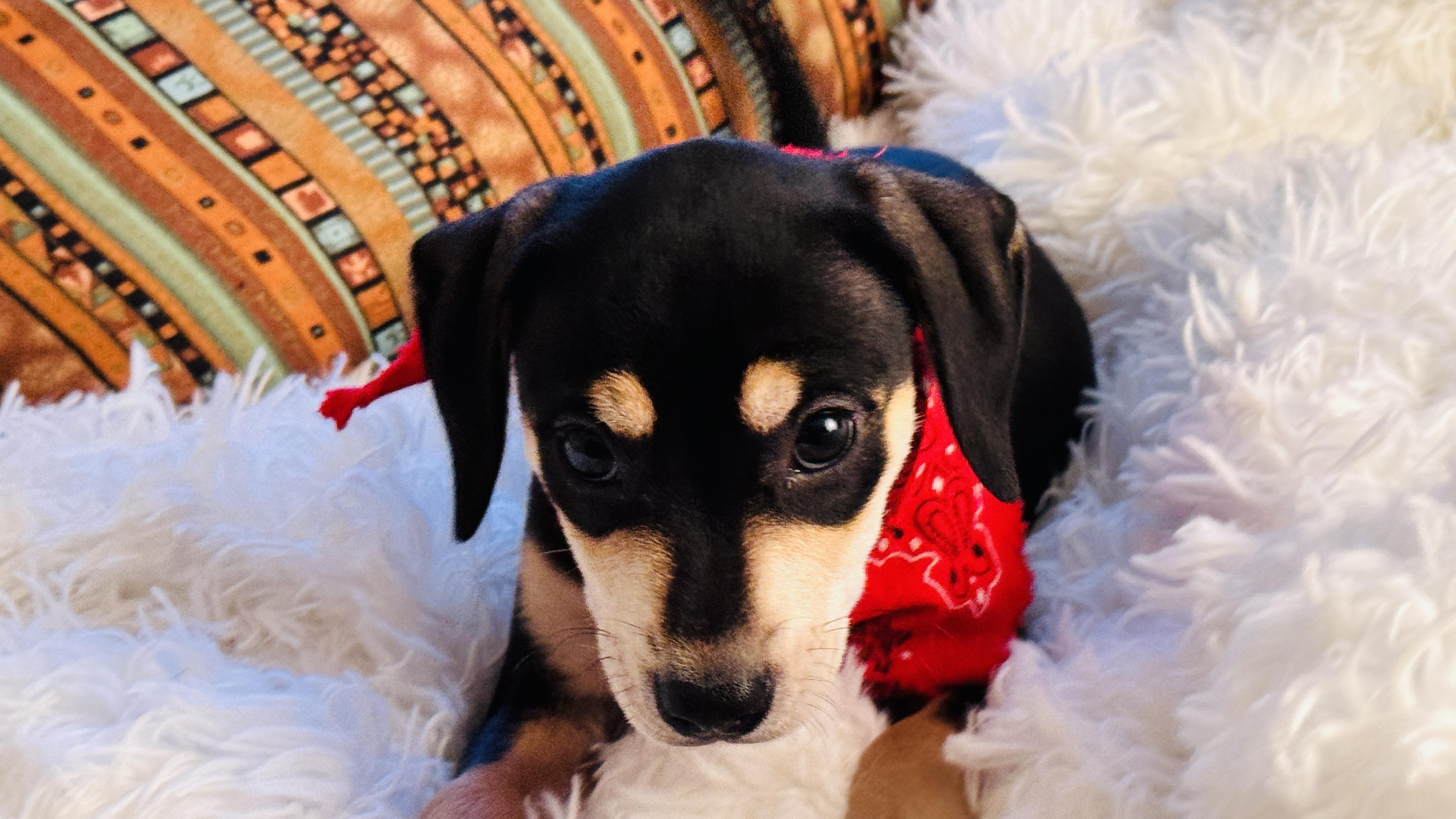 Enlarge ANNIE, an adopted mixed breed in Jacksonville, FL image 2/5