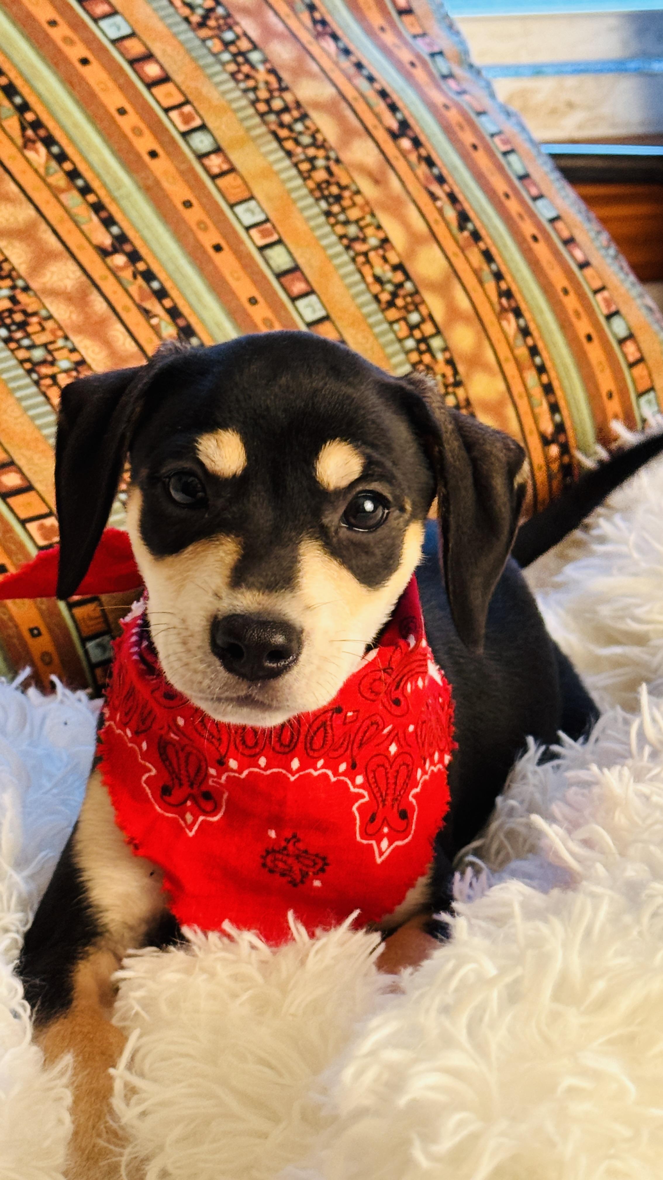 Enlarge ANNIE, an adopted mixed breed in Jacksonville, FL image 4/5