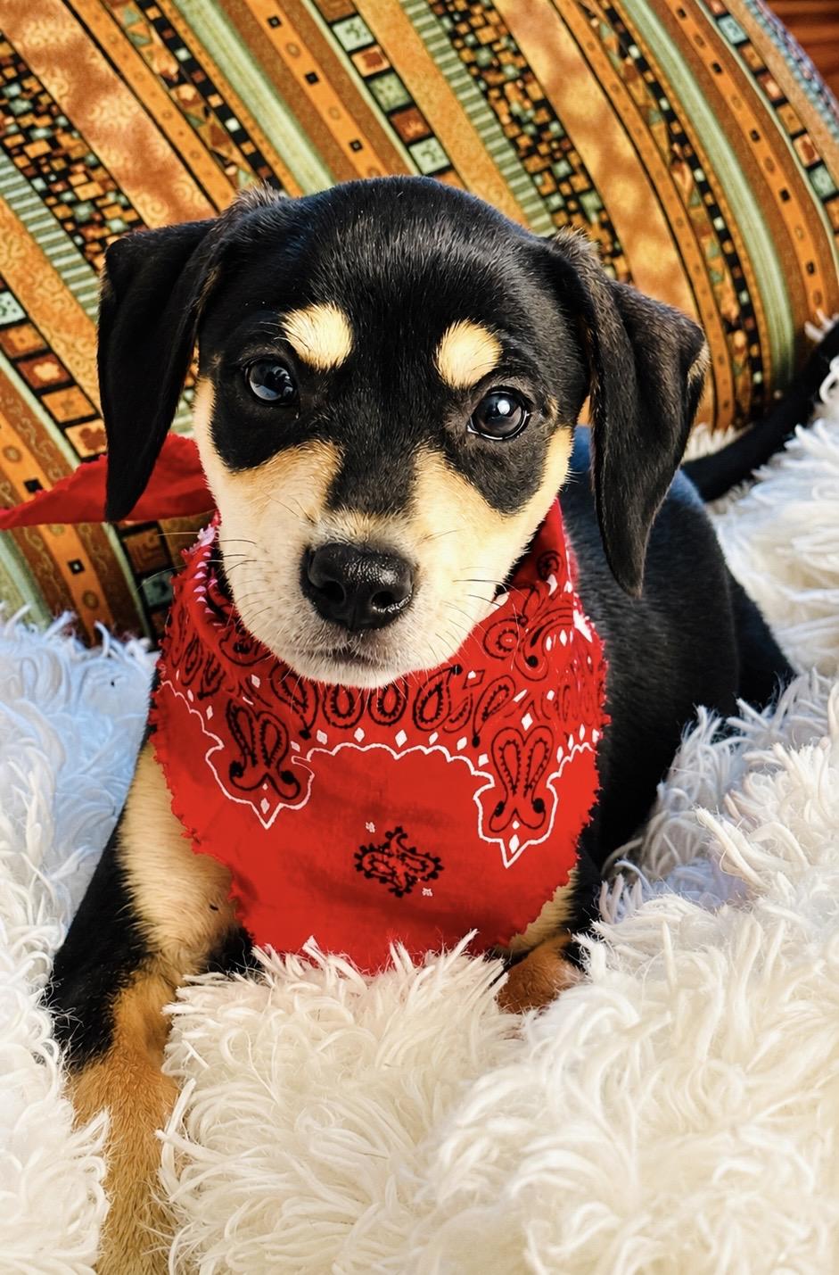 ANNIE, adopted, Puppy Female Dachshund & Hound.