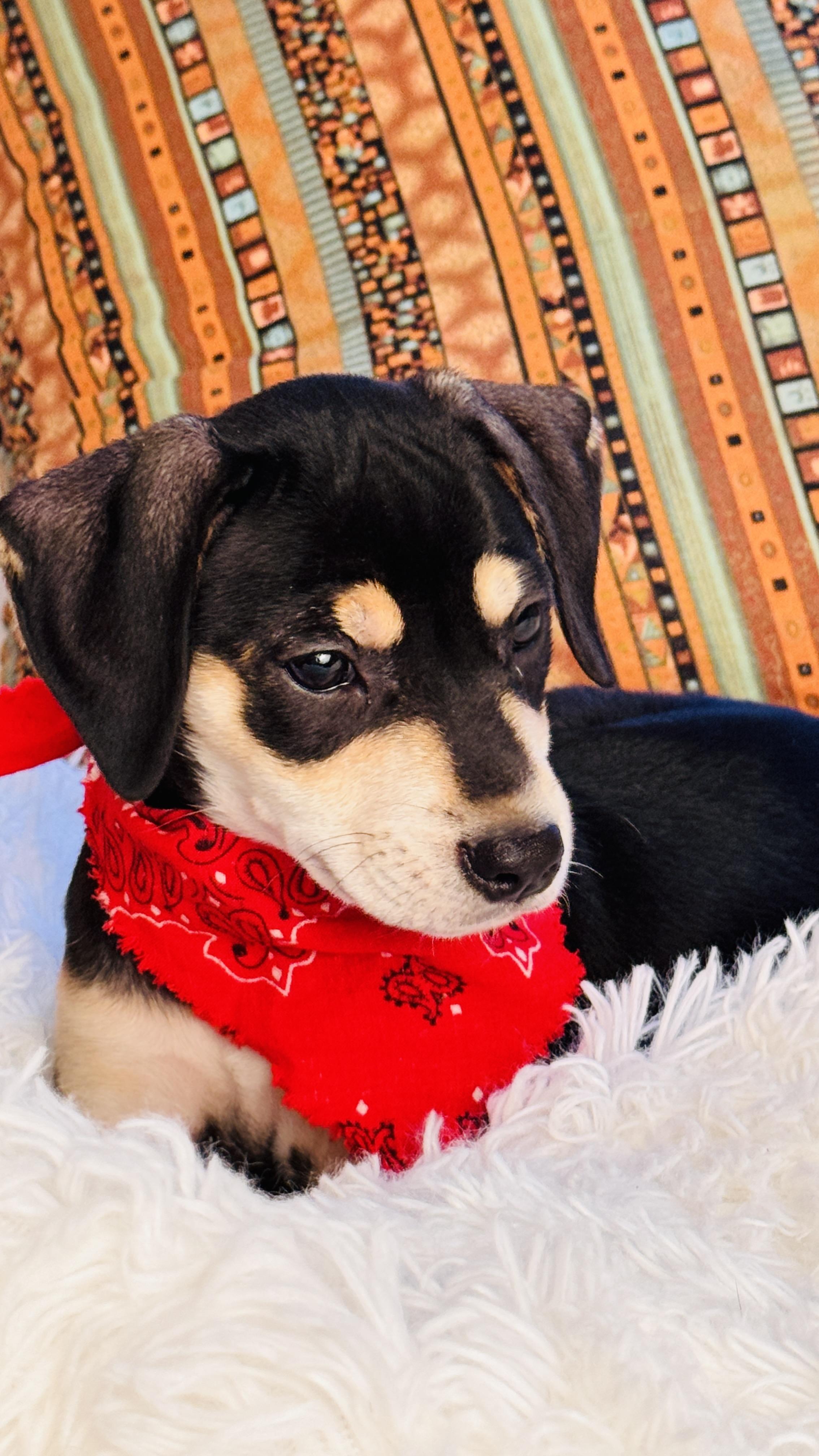 Enlarge ANNIE, an adopted mixed breed in Jacksonville, FL image 5/5