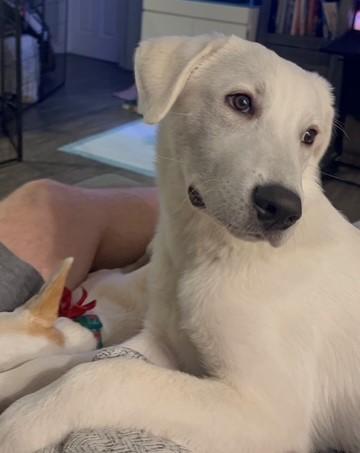 Enlarge OATMEAL, a ADOPTABLE mixed breed in Bell Gardens, CA image 5/6