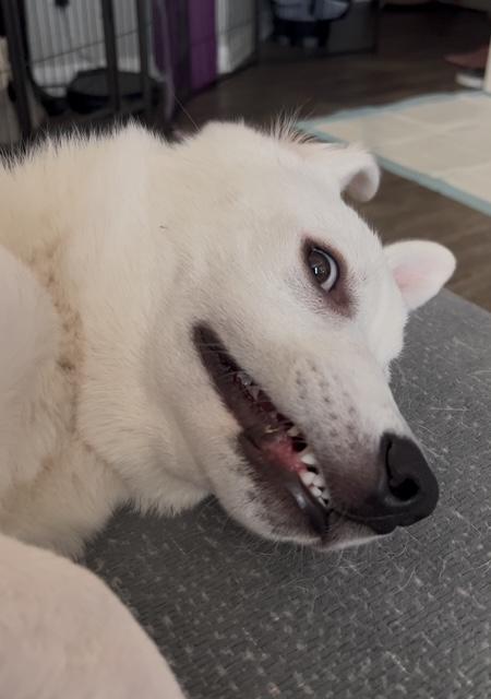 Enlarge OATMEAL, a ADOPTABLE mixed breed in Bell Gardens, CA image 3/6