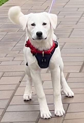 Enlarge OATMEAL, a ADOPTABLE mixed breed in Bell Gardens, CA image 1/6