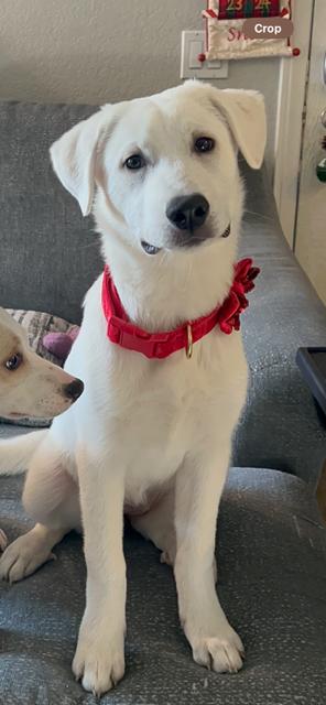 Enlarge OATMEAL, a ADOPTABLE mixed breed in Bell Gardens, CA image 4/6