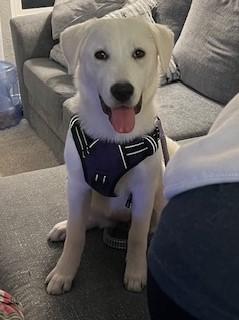 Enlarge OATMEAL, a ADOPTABLE mixed breed in Bell Gardens, CA image 2/6