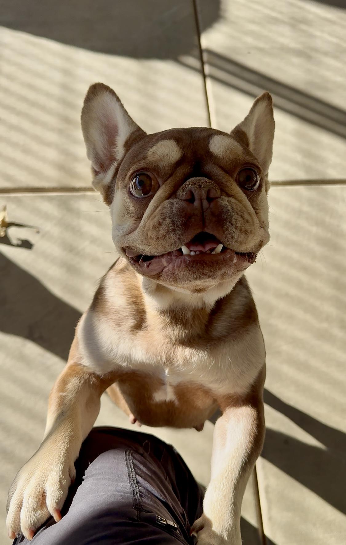 Enlarge Ava, a Adoptable French Bulldog in Littlerock, CA image 1/3