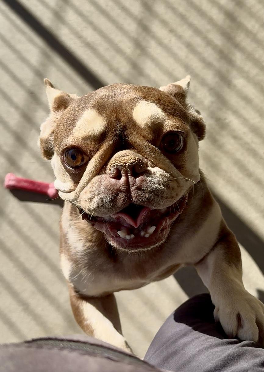 Enlarge Ava, a Adoptable French Bulldog in Littlerock, CA image 2/3