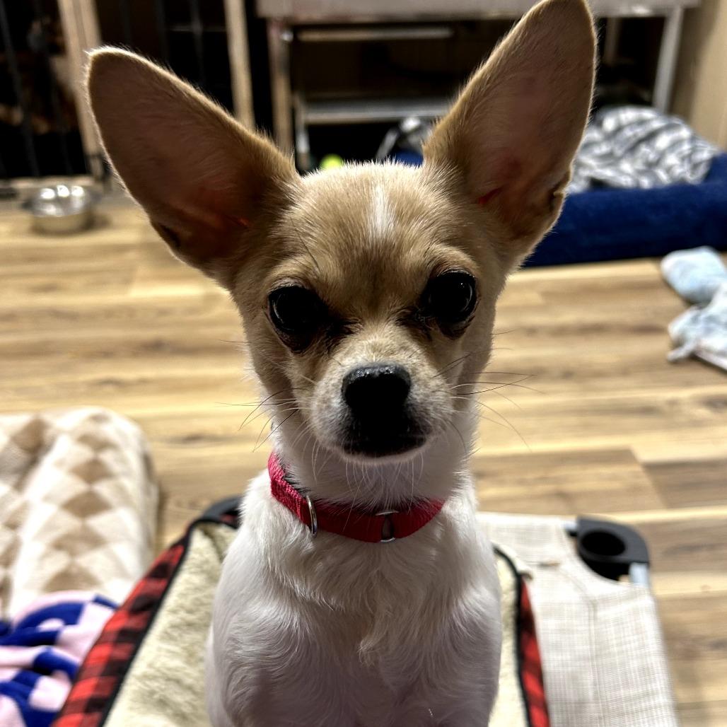 Wawa, Adoptable, Adult Female Mixed Breed & Chihuahua.