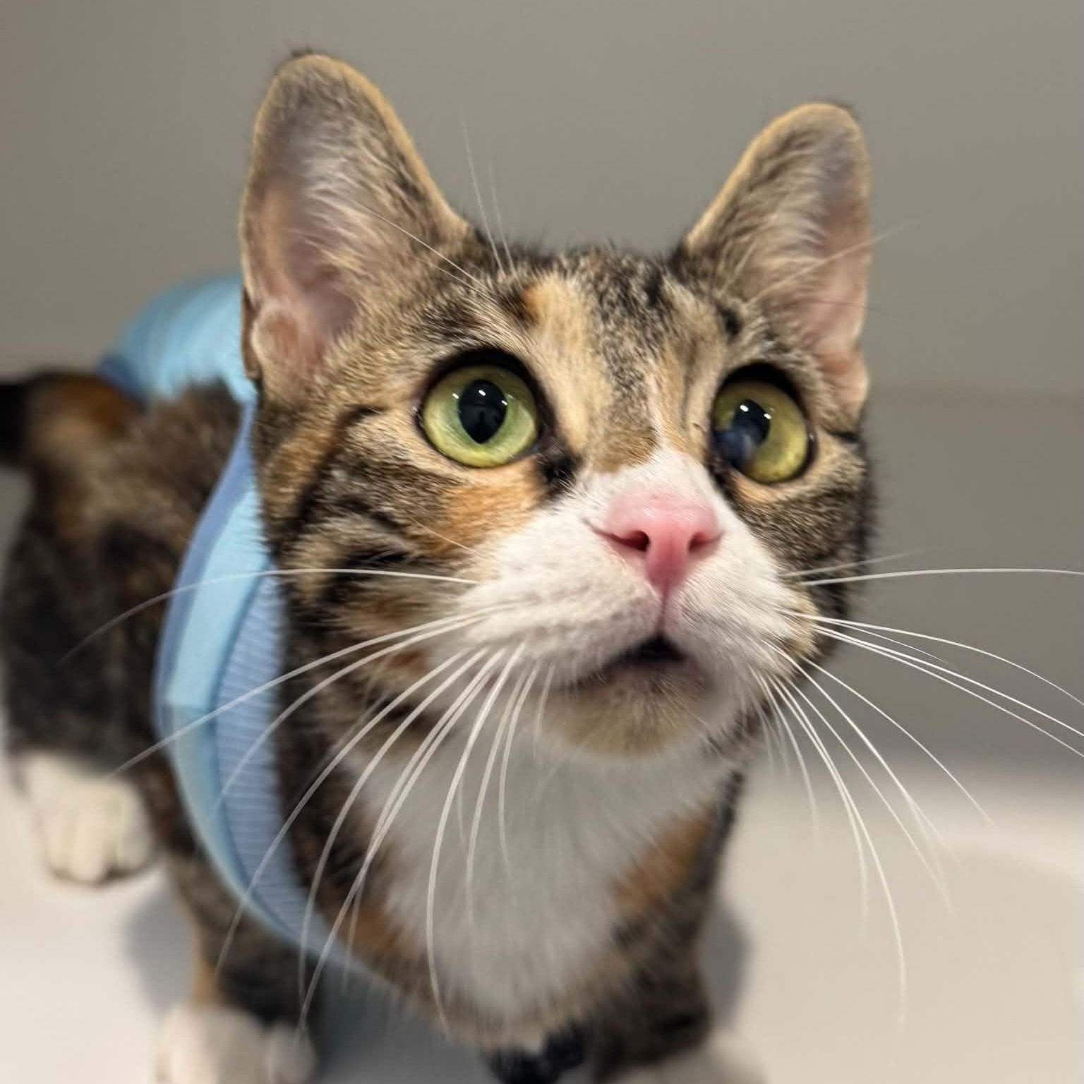 Enlarge Wanda, a Adoptable American Shorthair in Danbury, CT image 1/4