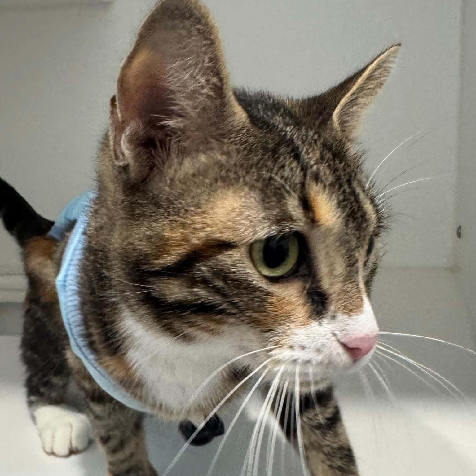 Enlarge Wanda, a Adoptable American Shorthair in Danbury, CT image 4/4