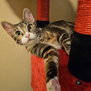 Enlarge Wanda, a ADOPTABLE American Shorthair in Danbury, CT image 1/1