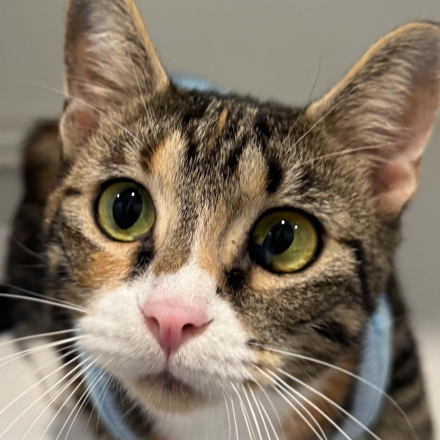 Enlarge Wanda, a Adoptable American Shorthair in Danbury, CT image 3/4