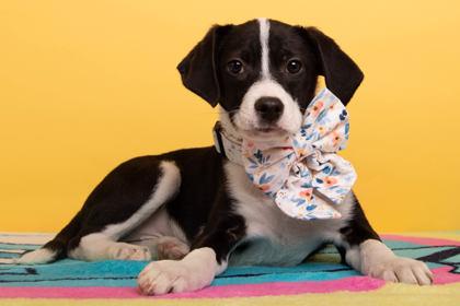 Cookie Cakes, Adoptable, Puppy Female Hound & Mixed Breed.