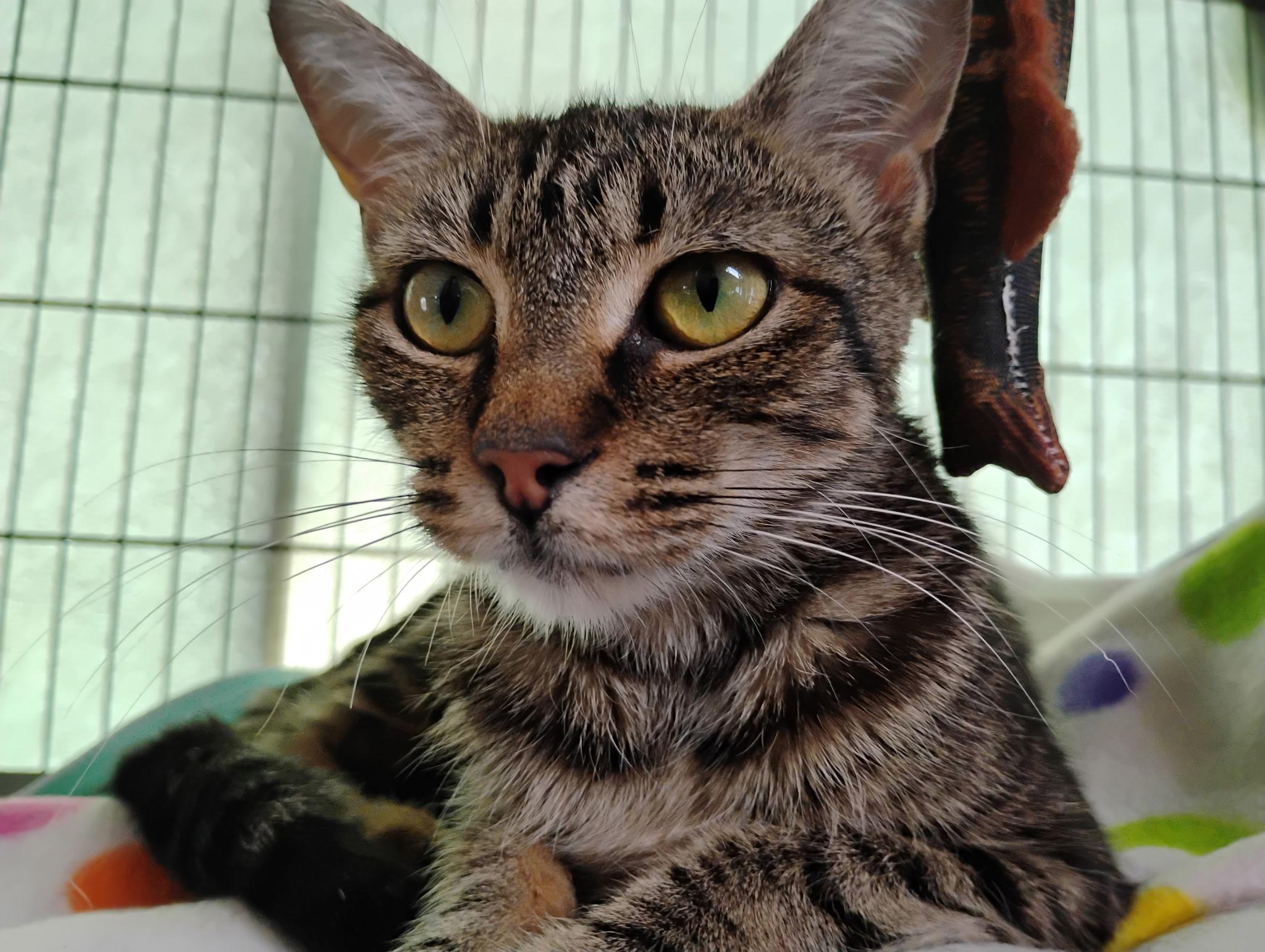 Tink, a ADOPTABLE Tabby in Saginaw, MI image 2/2