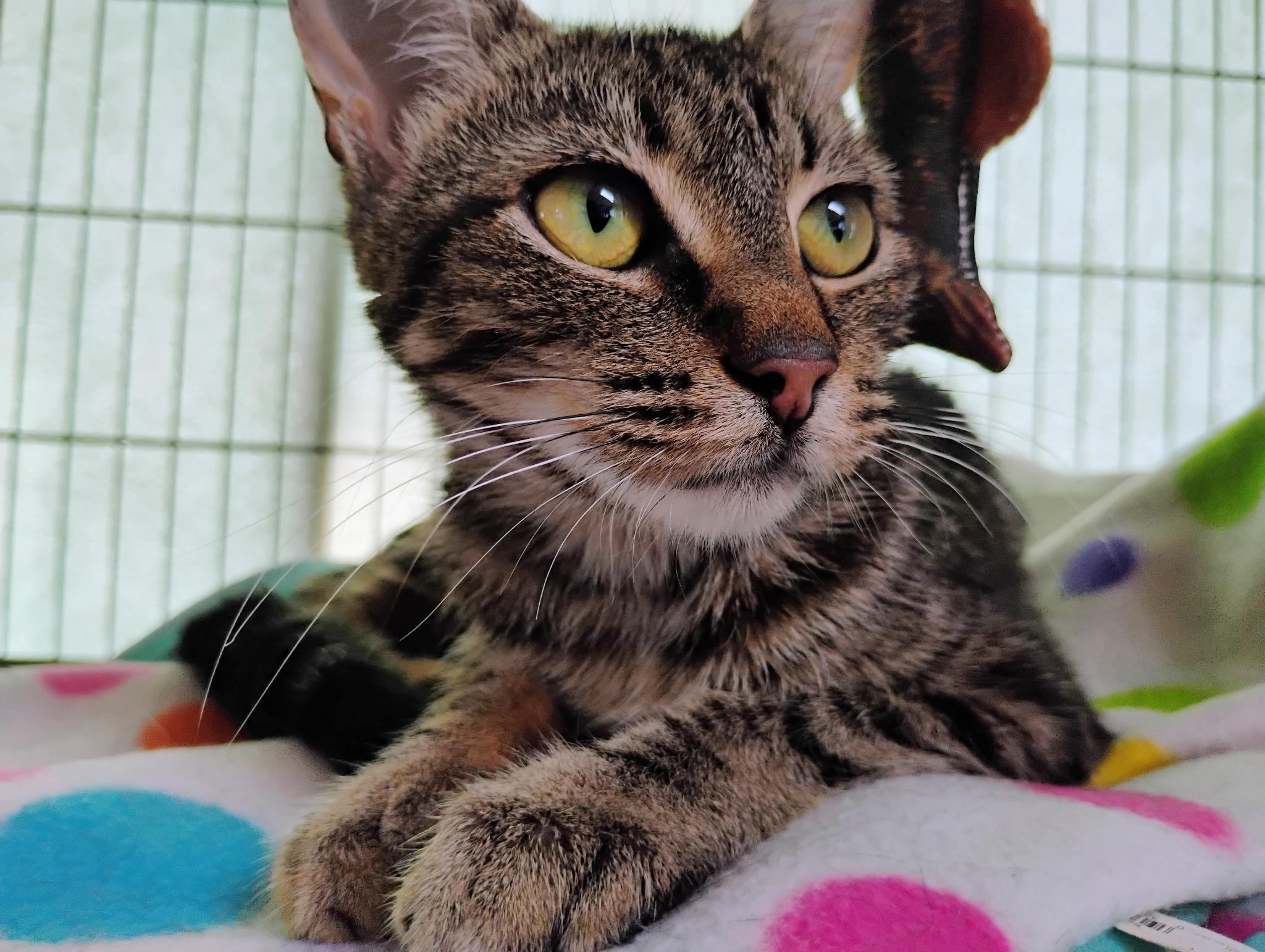 Tink, ADOPTABLE, Young Female Tabby.