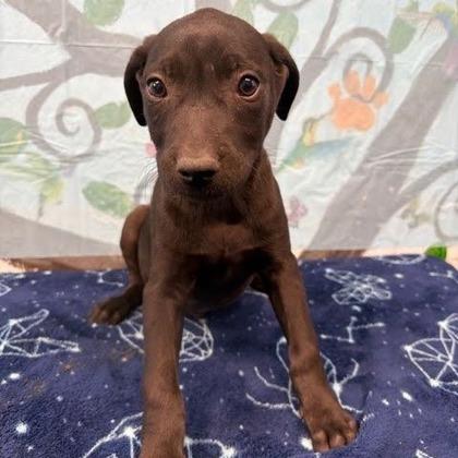 Colton, Adoptable, Puppy Male Mixed Breed & Mixed Breed.