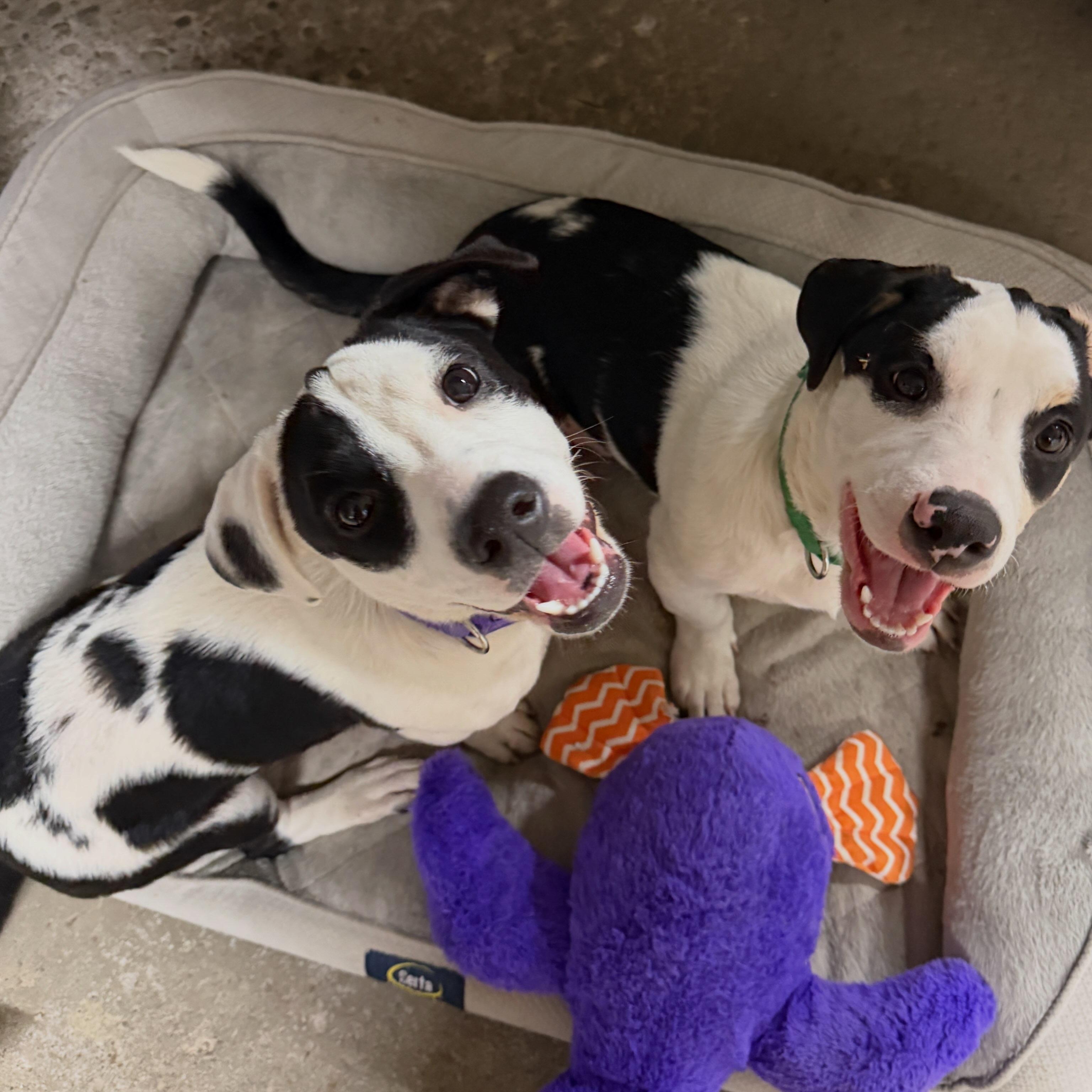 Enlarge Violet CM, a Adoptable mixed breed in West Bloomfield, MI image 4/6