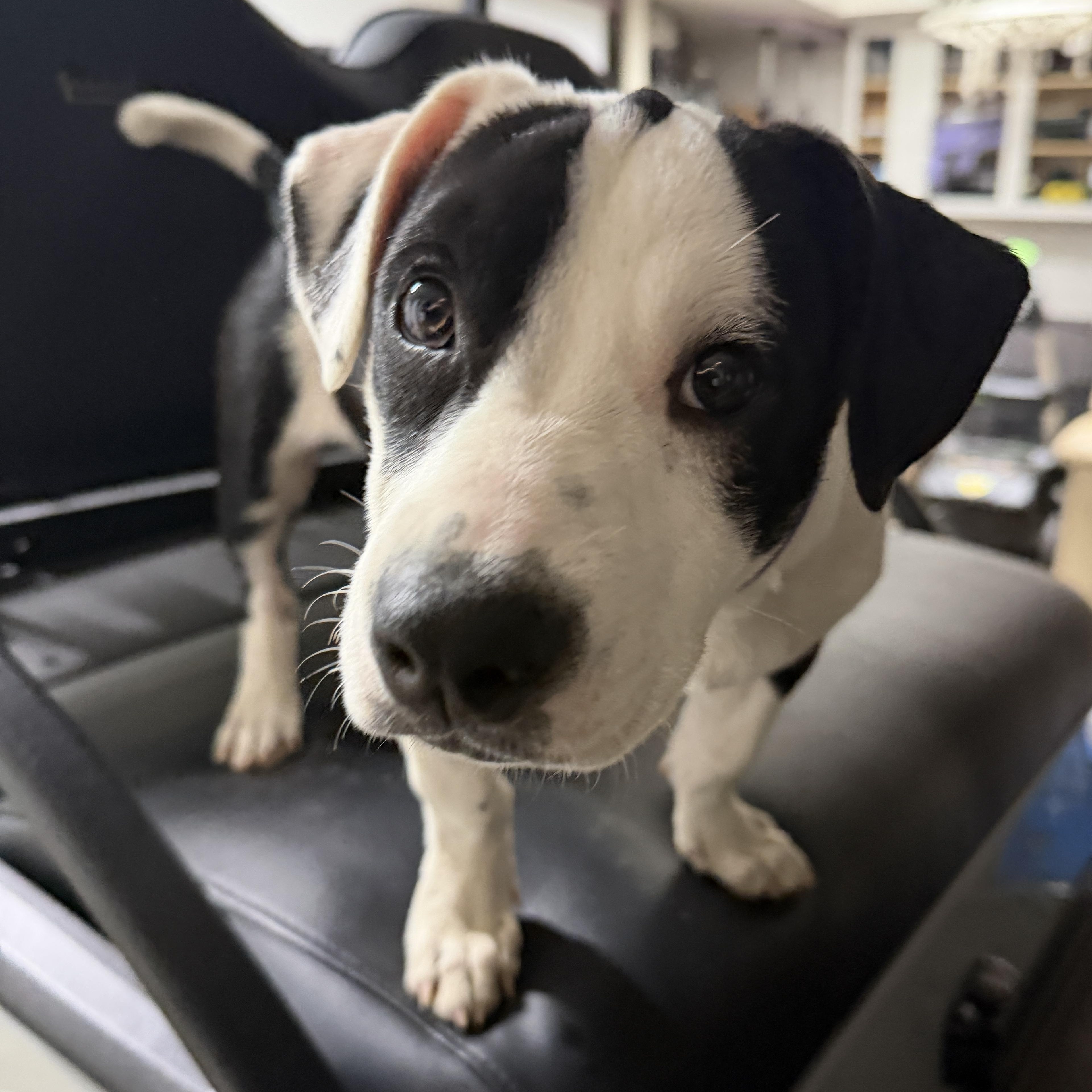 Violet CM, Adoptable, Puppy Female Jack Russell Terrier & Basset Hound.
