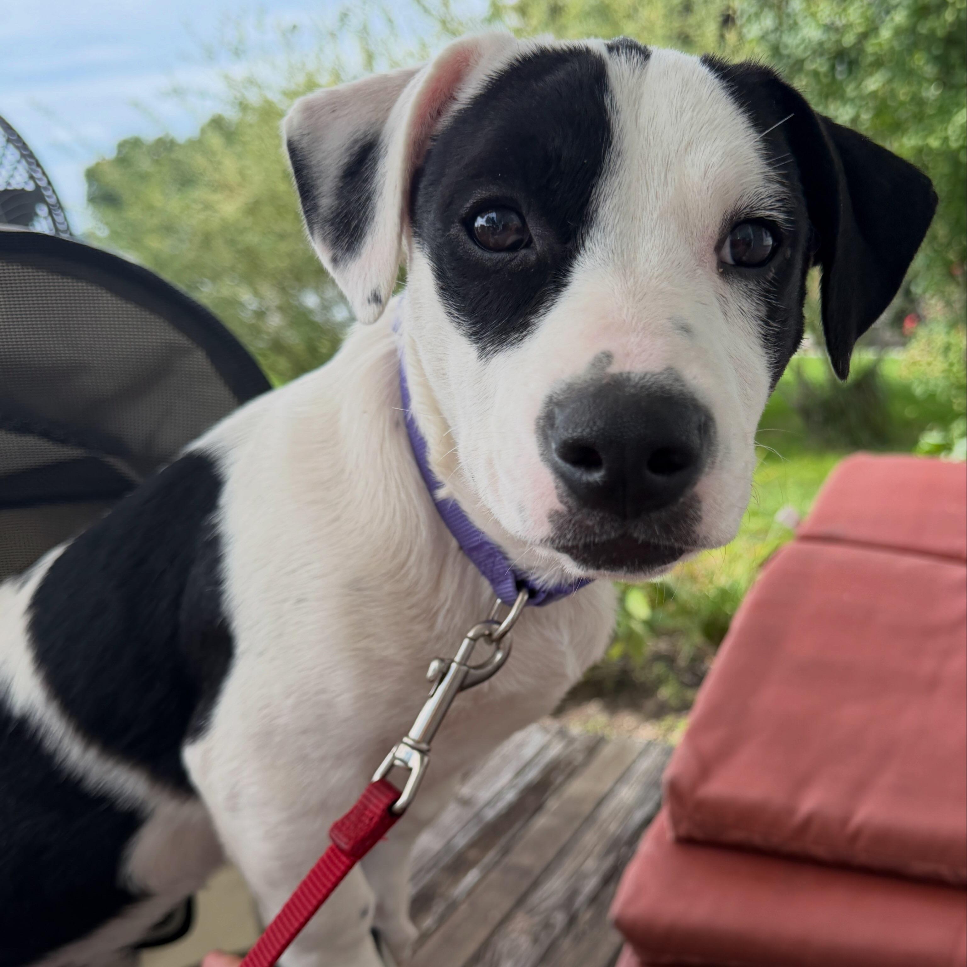 Enlarge Violet CM, a Adoptable mixed breed in West Bloomfield, MI image 3/6
