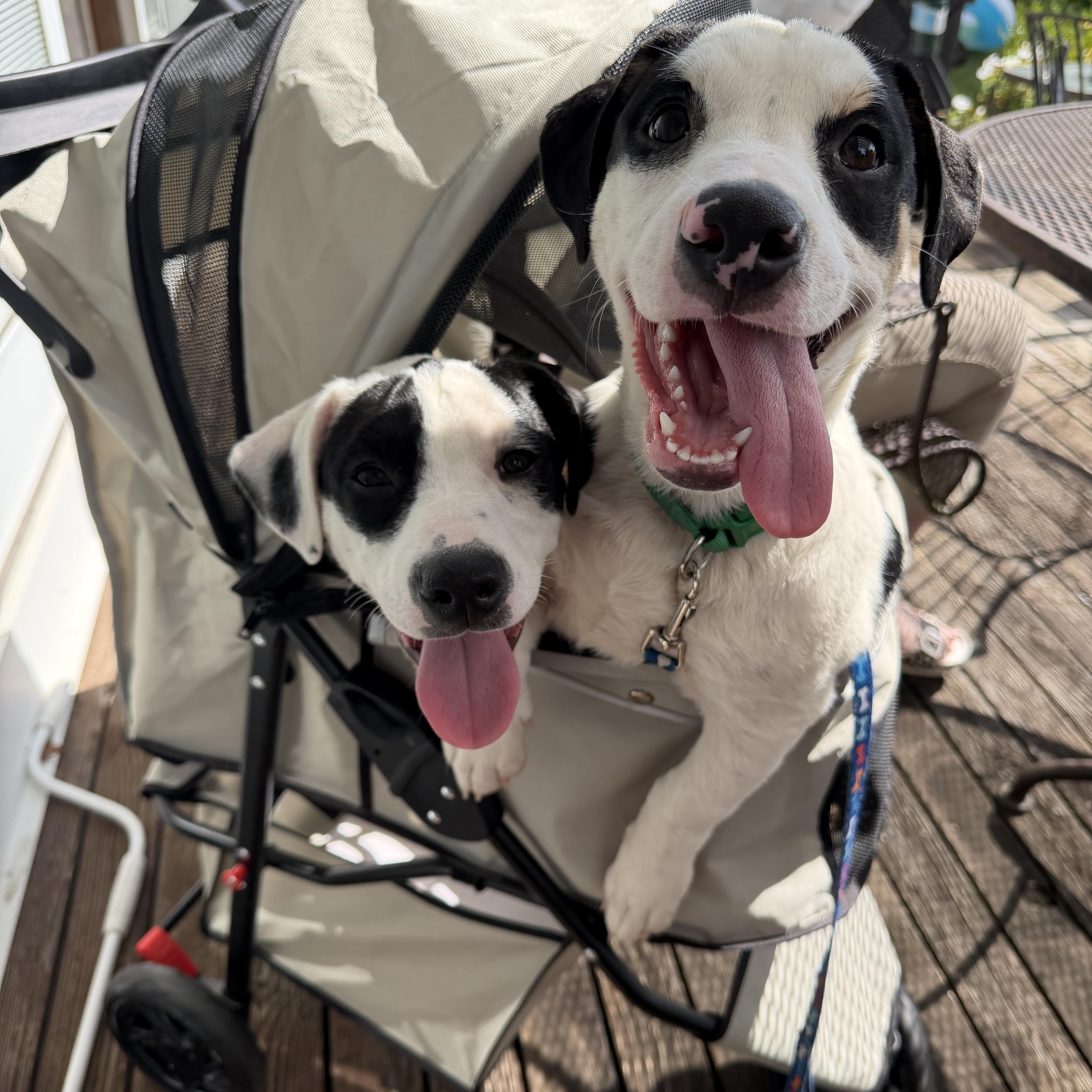 Enlarge Violet CM, a Adoptable mixed breed in West Bloomfield, MI image 6/6