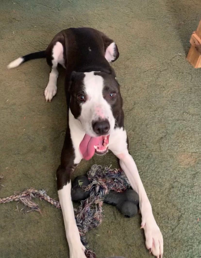 Nova, Adult Female Greyhound