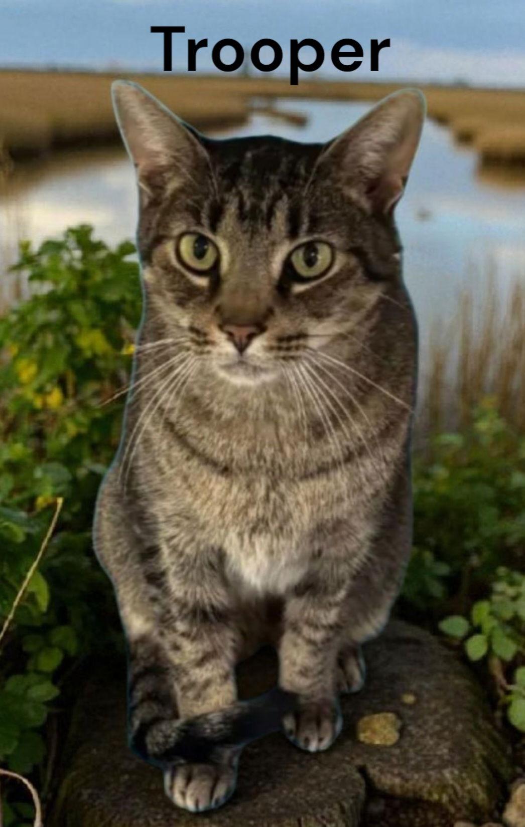 Trooper, Adoptable, Adult Male Tabby.