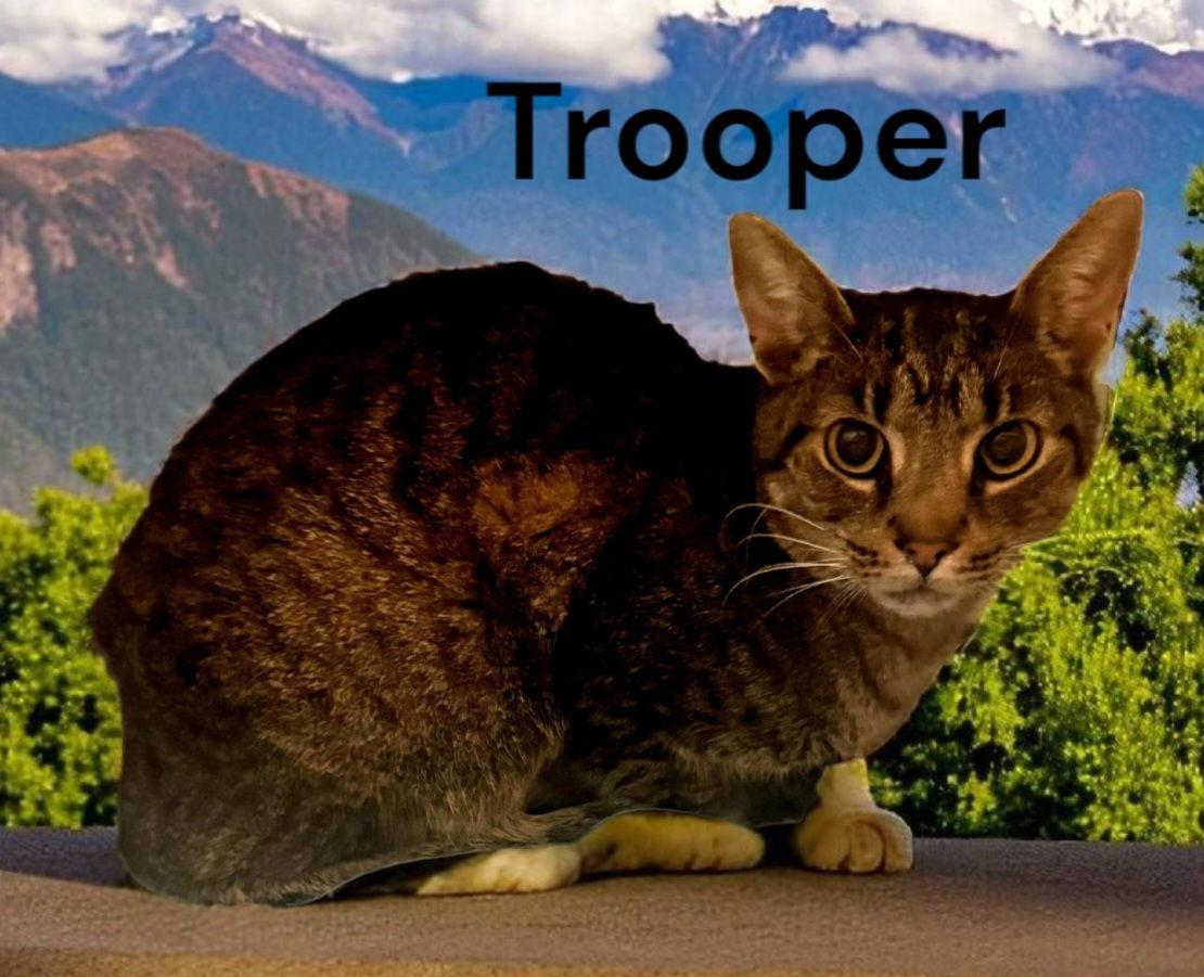 Enlarge Trooper, a Adoptable Tabby in Chesapeake, VA image 2/2