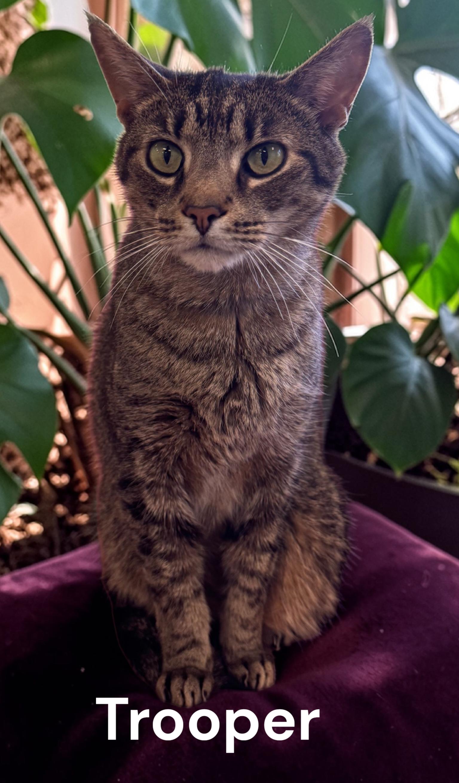 Enlarge Trooper, a Adoptable Tabby in Chesapeake, VA image 3/3