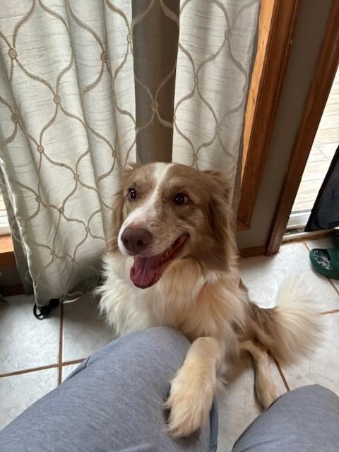 Enlarge Indie, a ADOPTABLE Australian Shepherd in vALE, NC image 1/1