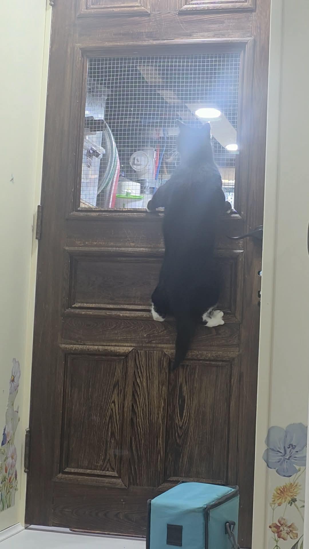 Enlarge Bonfire, a ADOPTABLE Tuxedo in Norwich, CT image 4/4