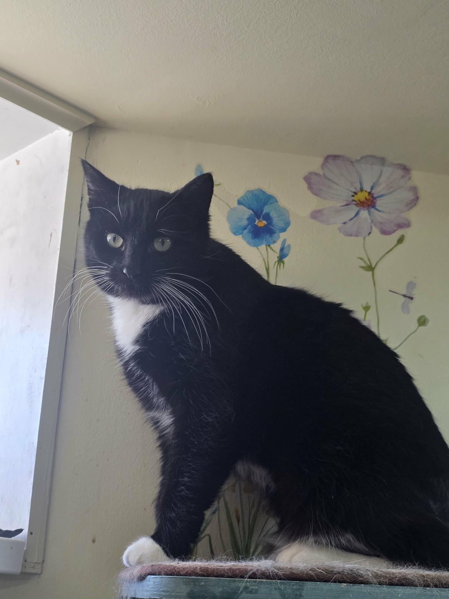 Enlarge Bonfire, a ADOPTABLE Tuxedo in Norwich, CT image 1/4