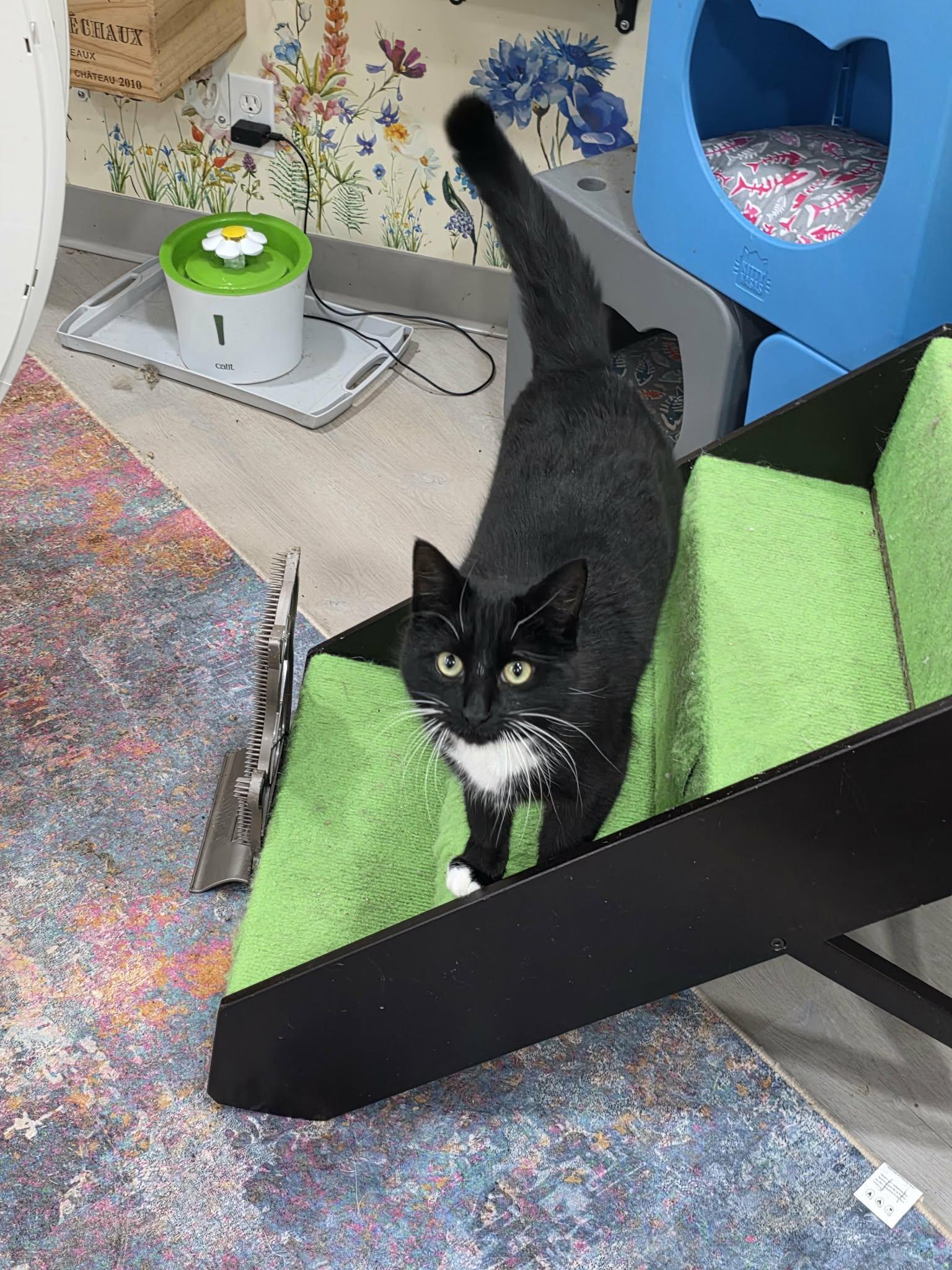 Enlarge Bonfire, a ADOPTABLE Tuxedo in Norwich, CT image 2/4