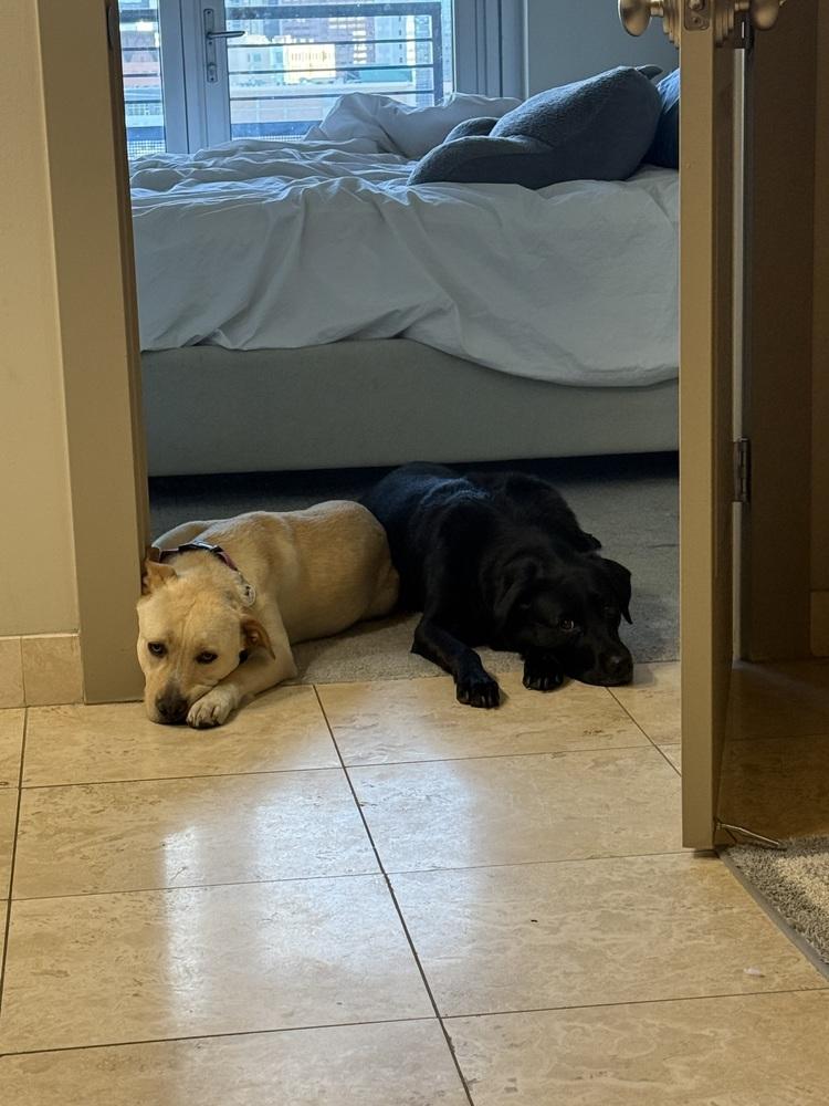 Enlarge Shelli Sherri, a Adoptable mixed breed in Denver, CO image 3/6