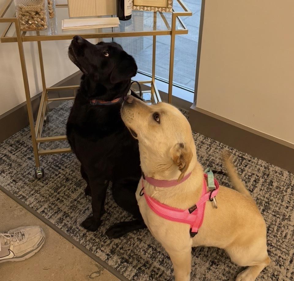 Enlarge Shelli Sherri, a Adoptable mixed breed in Denver, CO image 3/4