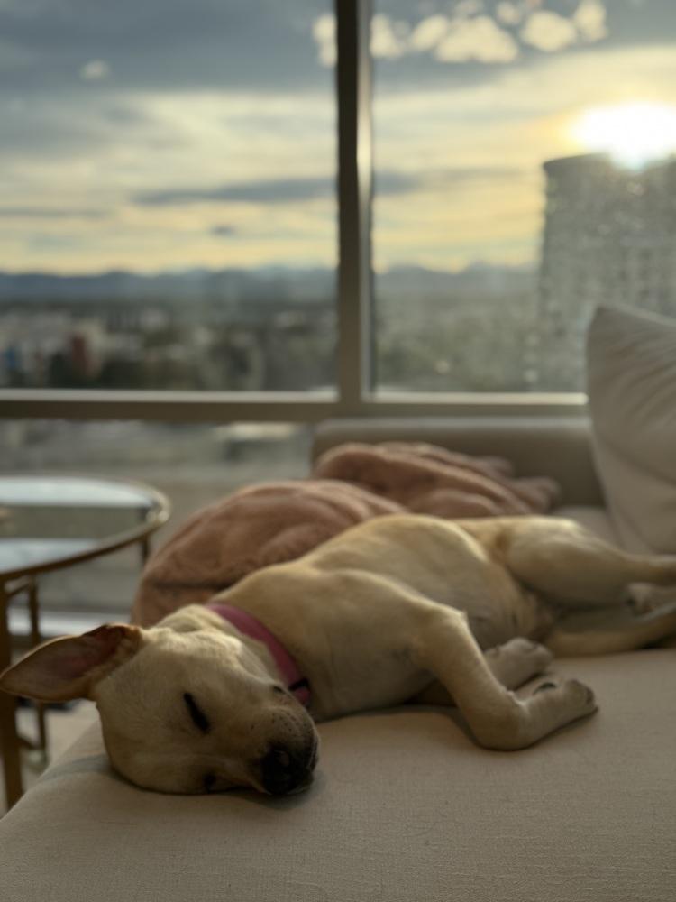 Enlarge Amber, a Adoptable mixed breed in Denver, CO image 4/6