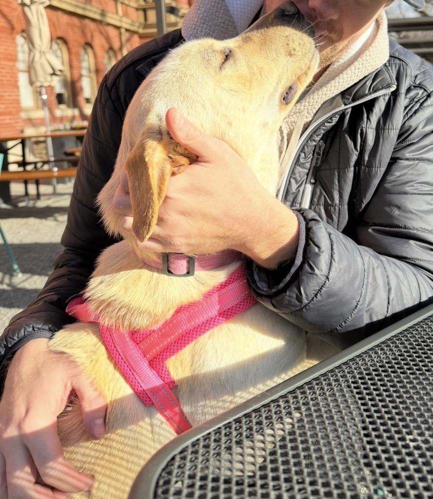 Enlarge Shelli Sherri, a Adoptable mixed breed in Denver, CO image 4/4