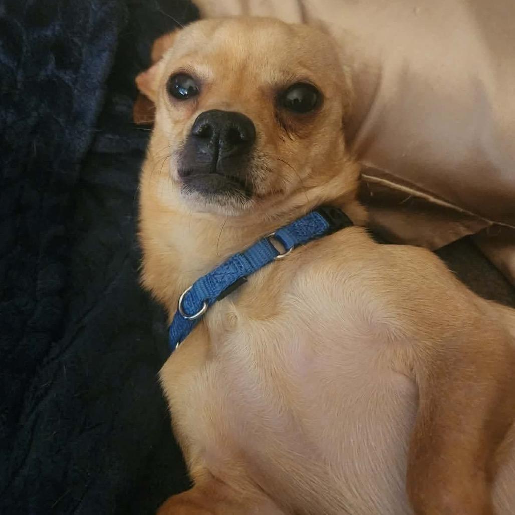 Garcia, Adoptable, Adult Male Chihuahua & Dachshund.