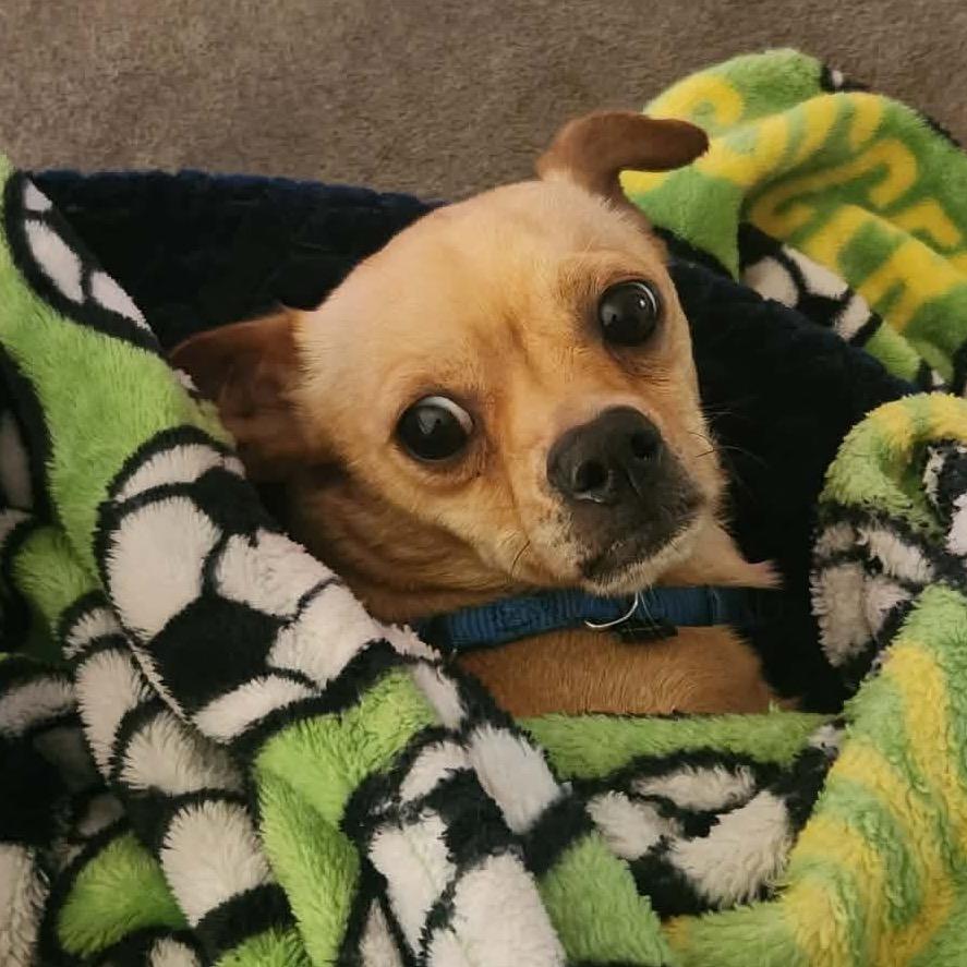 Enlarge Garcia, a Adoptable mixed breed in Kansas City, MO image 2/5