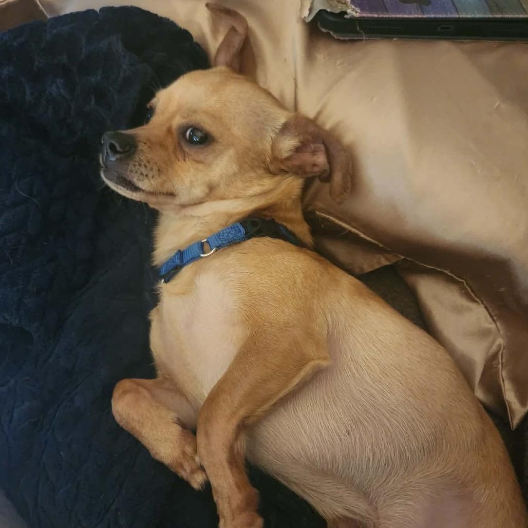 Enlarge Garcia, a Adoptable mixed breed in Kansas City, MO image 3/5