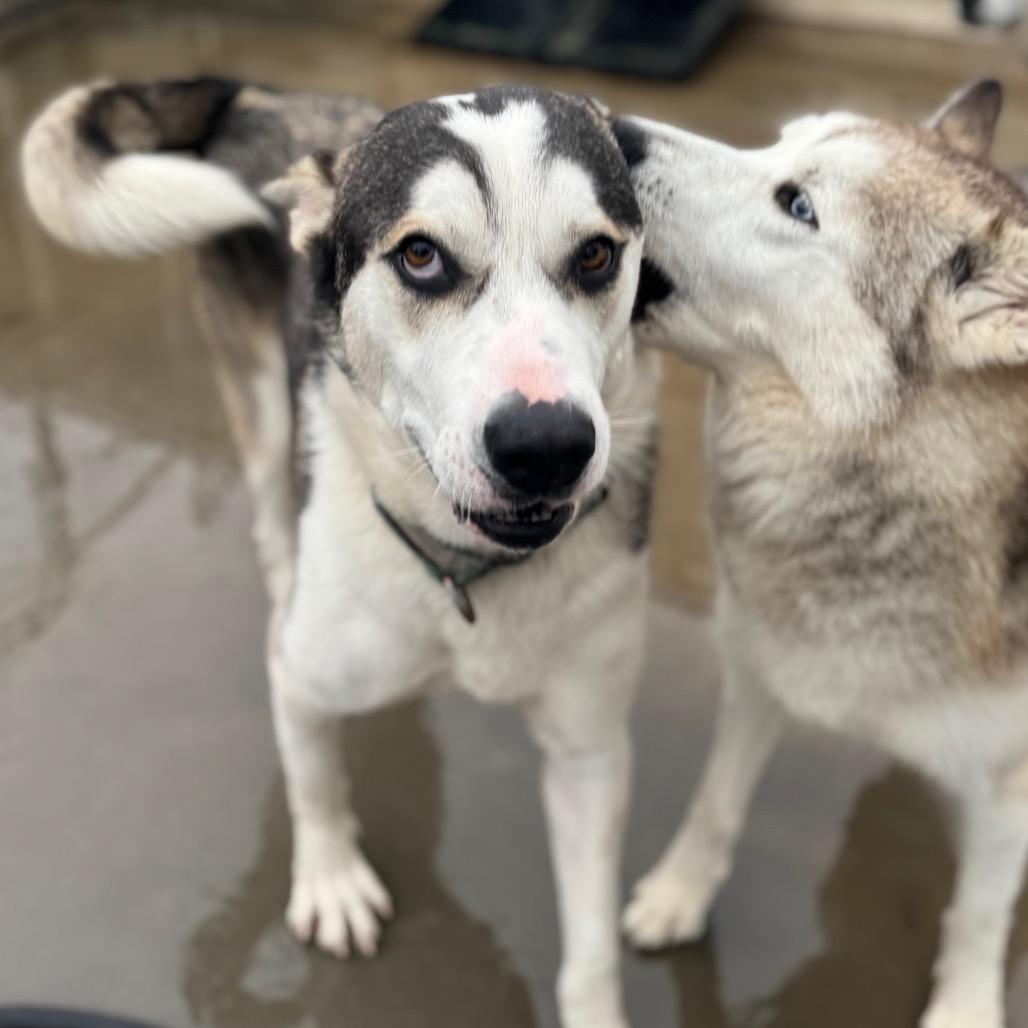 Enlarge Max, a Adoptable Husky in Eufaula, OK image 1/4