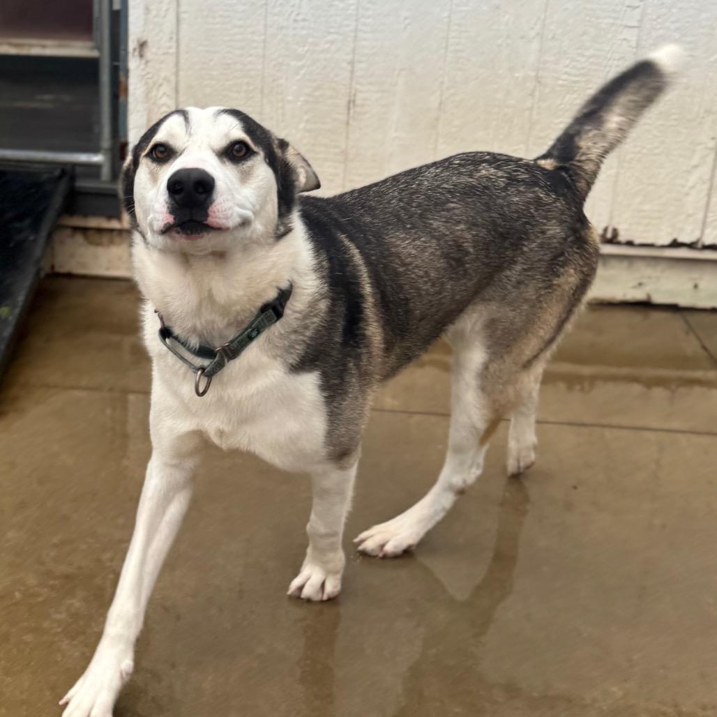 Enlarge Max, a Adoptable Husky in Eufaula, OK image 2/4