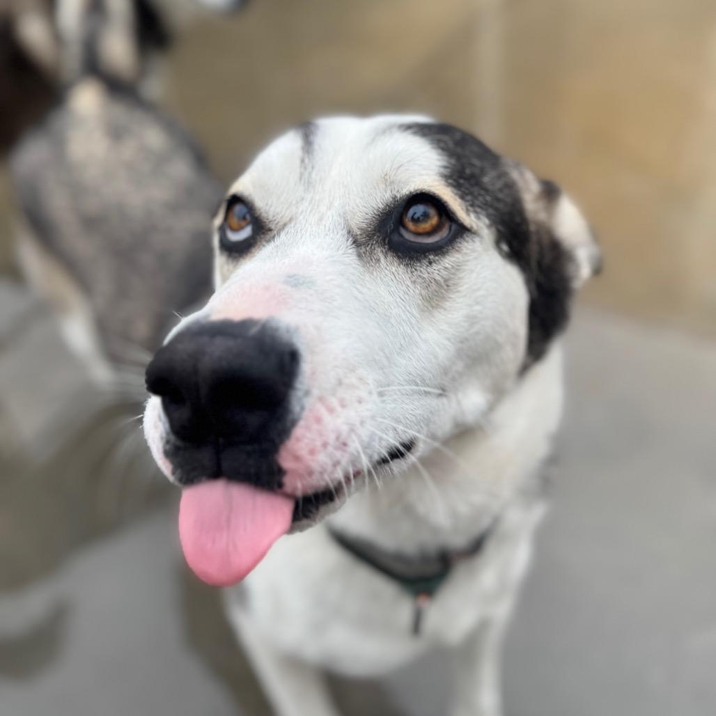 Enlarge Max, a Adoptable Husky in Eufaula, OK image 3/4