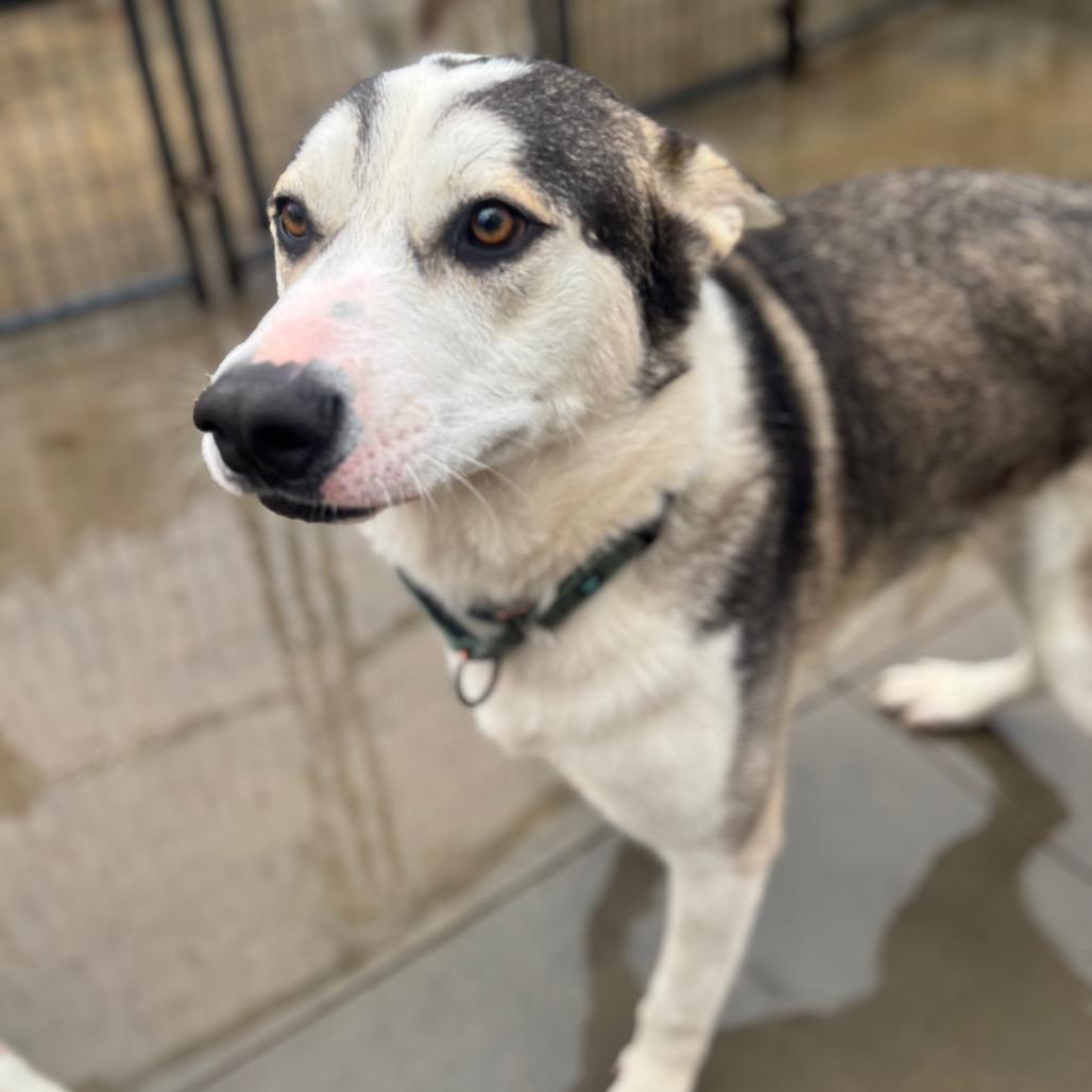 Enlarge Max, a Adoptable Husky in Eufaula, OK image 4/4