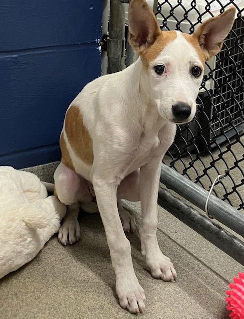 Solita 4 months AVA 1/14, Adoptable, Young Female Mixed Breed.