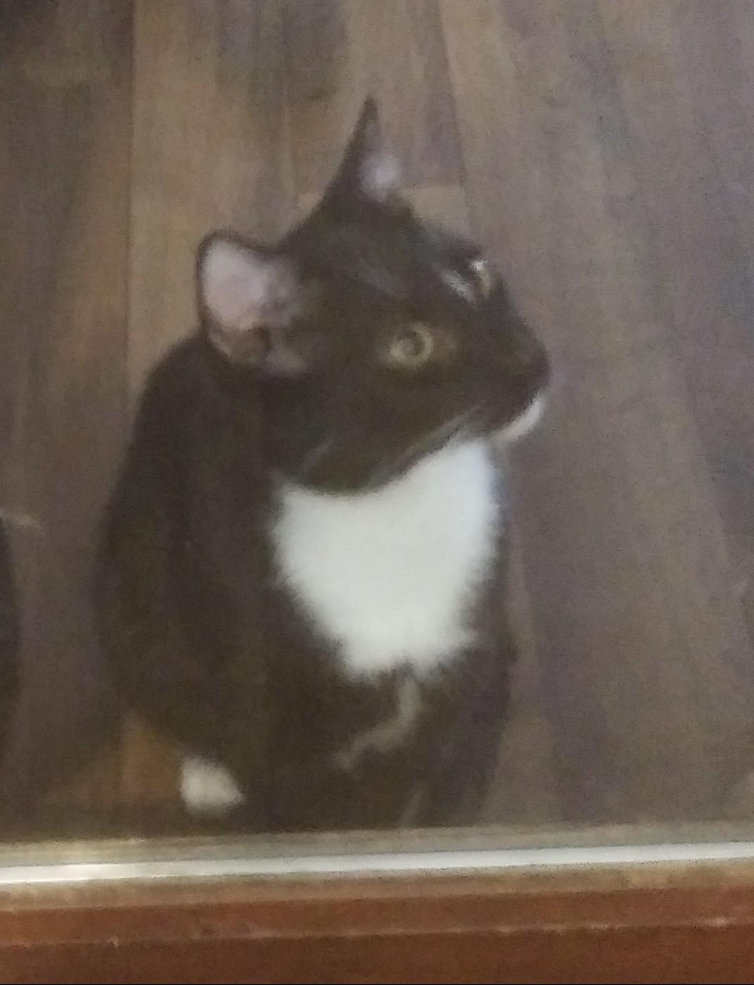Enlarge Waylon, a Adoptable Domestic Short Hair in Port Wentworth, GA image 3/5