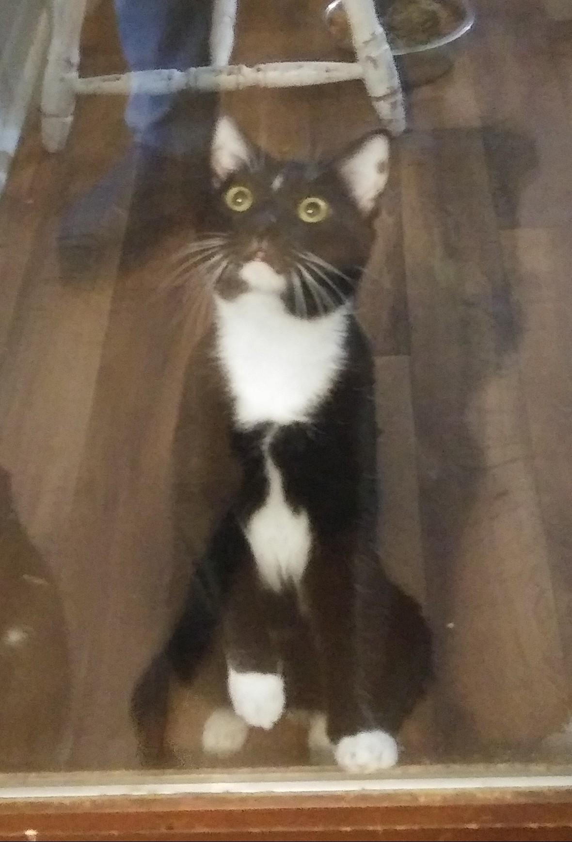 Enlarge Waylon, a Adoptable Domestic Short Hair in Port Wentworth, GA image 2/5