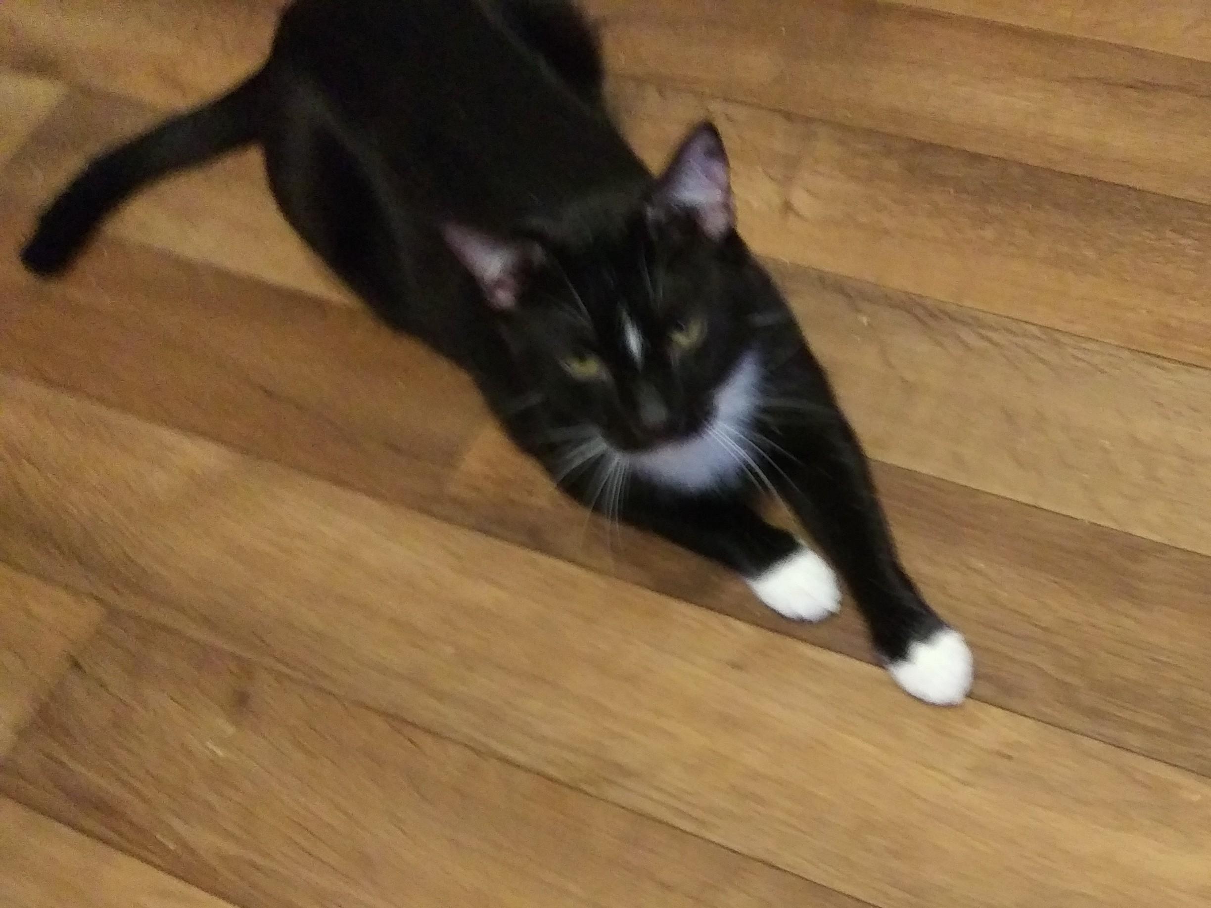 Enlarge Waylon, a Adoptable Domestic Short Hair in Port Wentworth, GA image 5/5