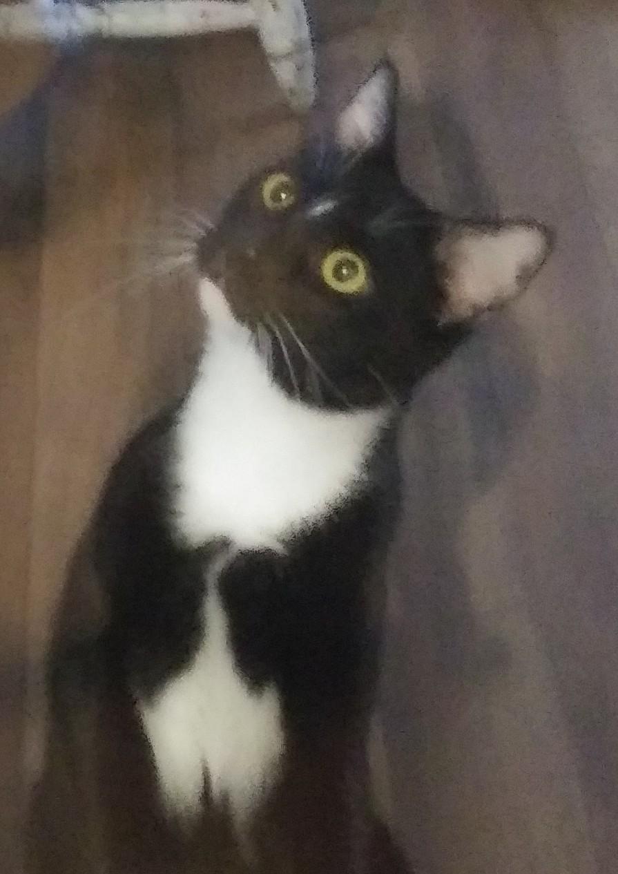 Enlarge Waylon, a Adoptable Domestic Short Hair in Port Wentworth, GA image 1/5