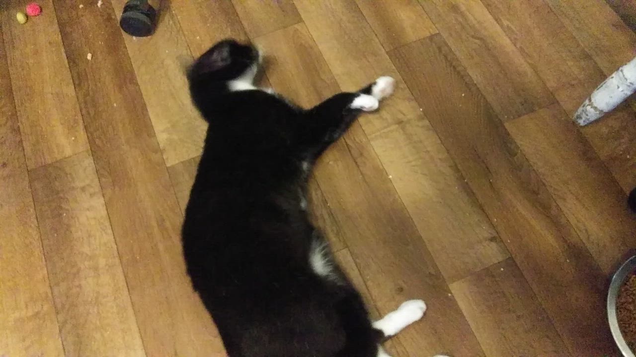 Enlarge Waylon, a Adoptable Domestic Short Hair in Port Wentworth, GA video 4/5
